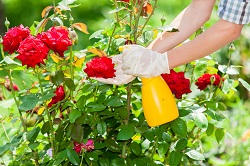 Proven Gardening Company in Hounslow, TW3