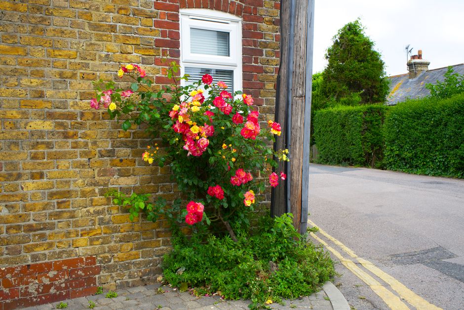 A small front garden against a brick wall features a flowering rose bush with vibrant pink and yellow blossoms climbing beside a white-framed window. The garden area includes green foliage at the base of the rose plant, with some trailing plants near the ground. Adjacent to the garden, a narrow paved sidewalk runs alongside a quiet street marked by double yellow lines. In the background, there is a tidy hedge and a tree with lush green leaves, suggesting a well-maintained residential area typical of small urban front gardens in Hounslow. The lighting indicates a bright, clear day, highlighting the textures of wet soil, trimmed leaves, and the contrasting surfaces of the cobblestone base and the smooth street pavement. GardenersHounslow.org.uk emphasizes garden maintenance and landscaping work suitable for small front gardens, exemplified by this tidy and colorful arrangement.